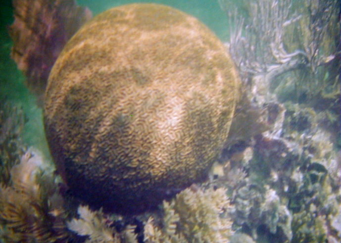 Brain coral